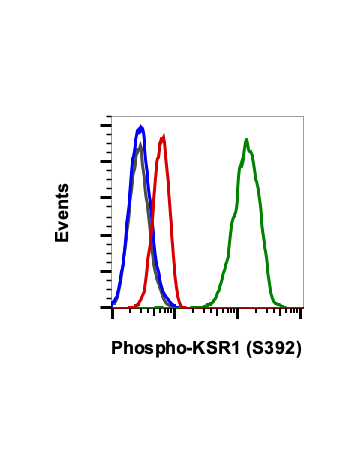 Phospho-KSR1 (Ser392) (3A4) rabbit mAb PE conjugate